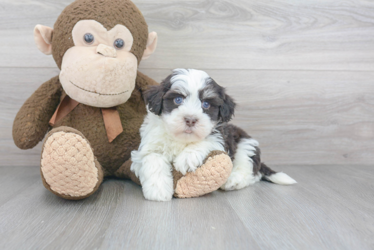 Havanese Puppy for Adoption