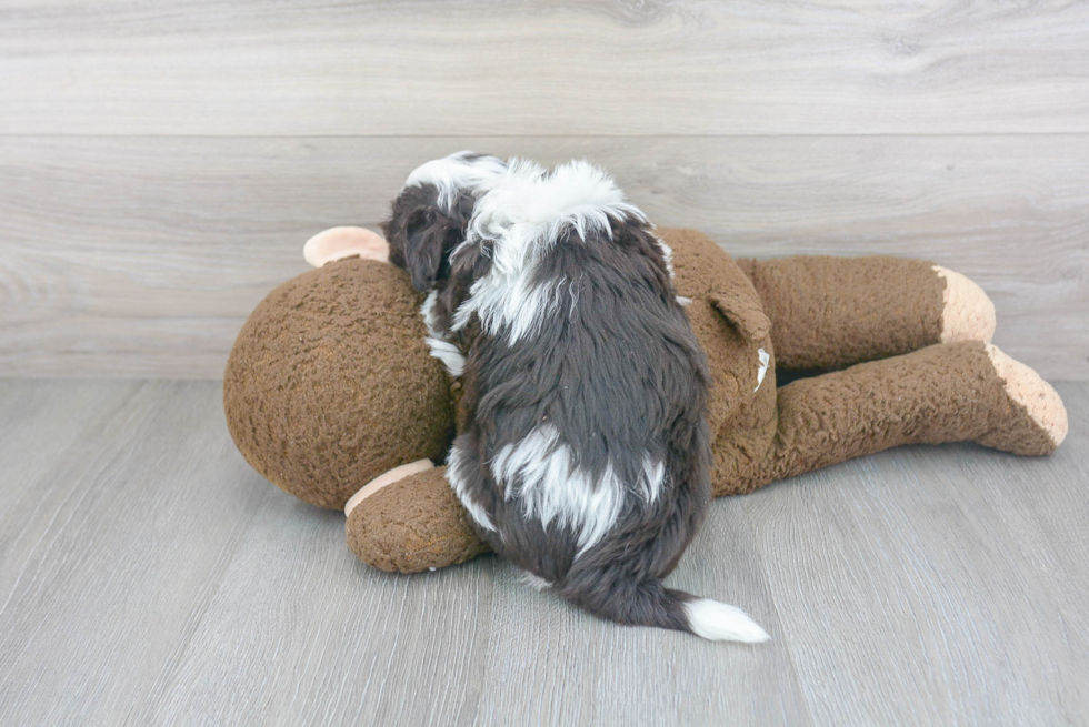 Small Havanese Baby