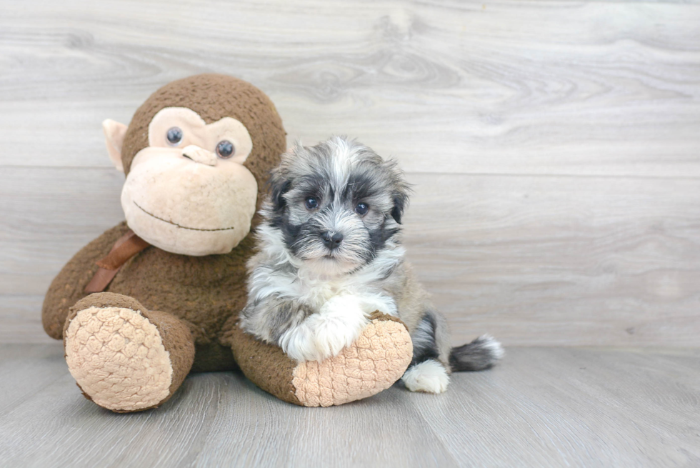 Best Havanese Baby