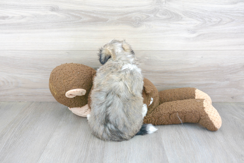 Funny Havanese Purebred Pup