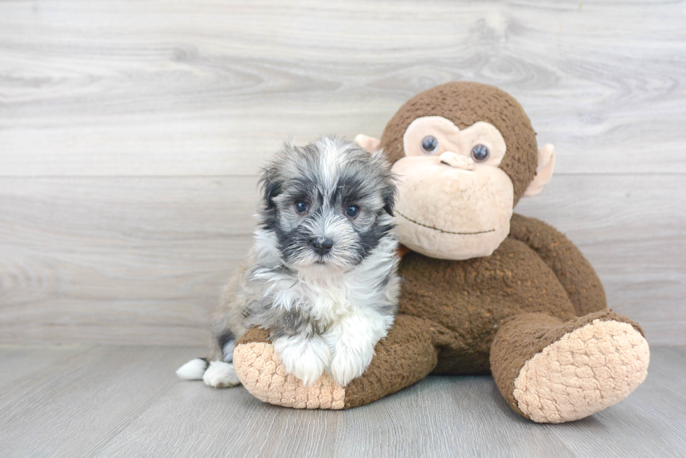 Havanese Puppy for Adoption