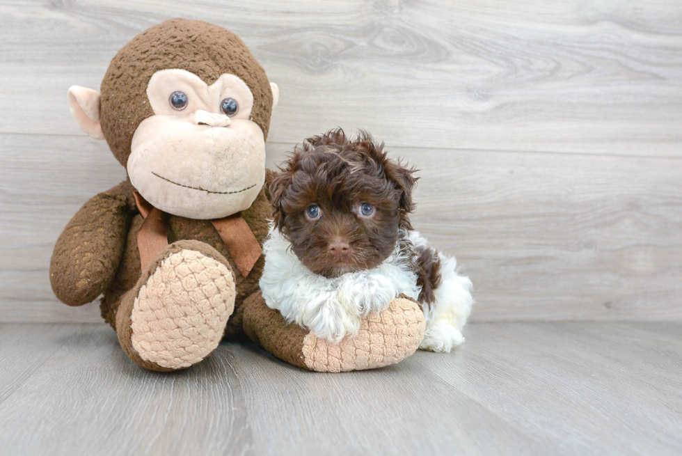 Smart Havanese Purebred Puppy