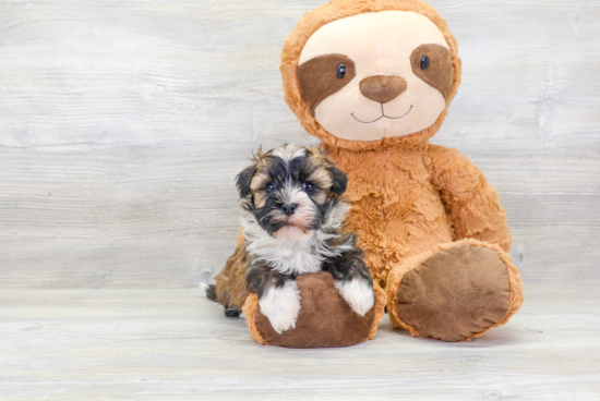 Havanese Puppy for Adoption