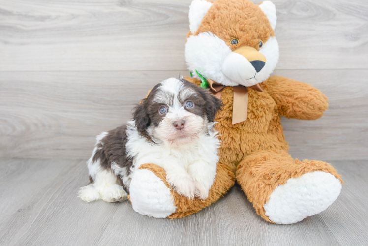 Playful Havanese Purebred Pup