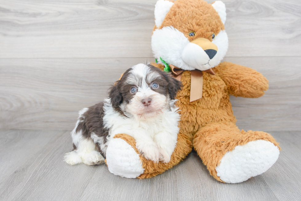 Playful Havanese Purebred Pup