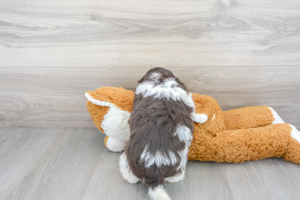 Petite Havanese Purebred Puppy