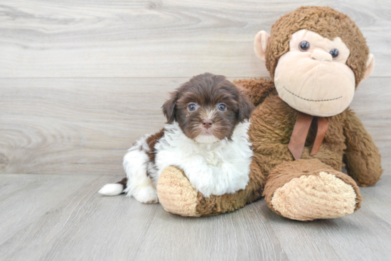 Fluffy Havanese Purebred Puppy