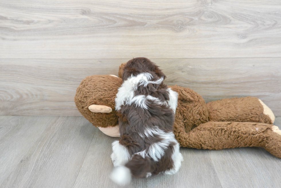 Akc Registered Havanese Baby