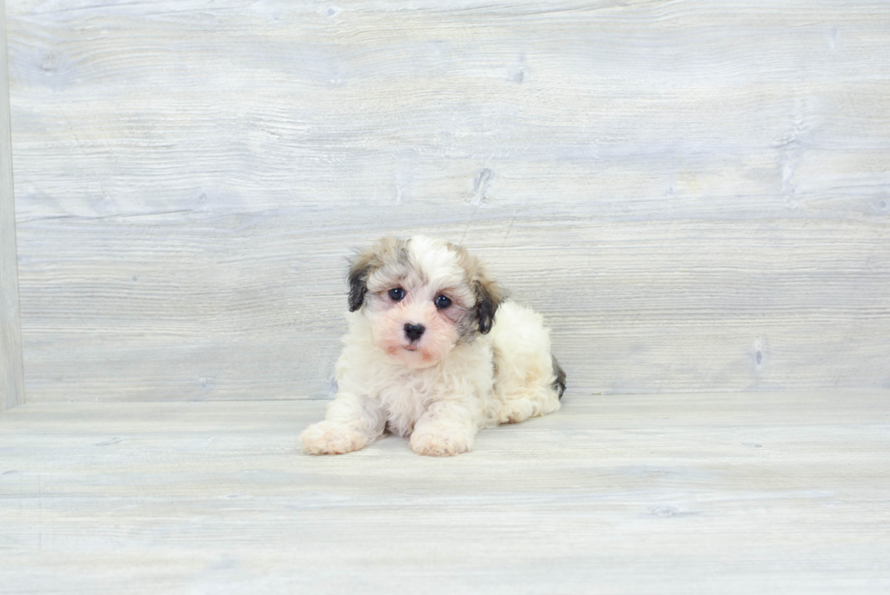 Small Havanese Baby