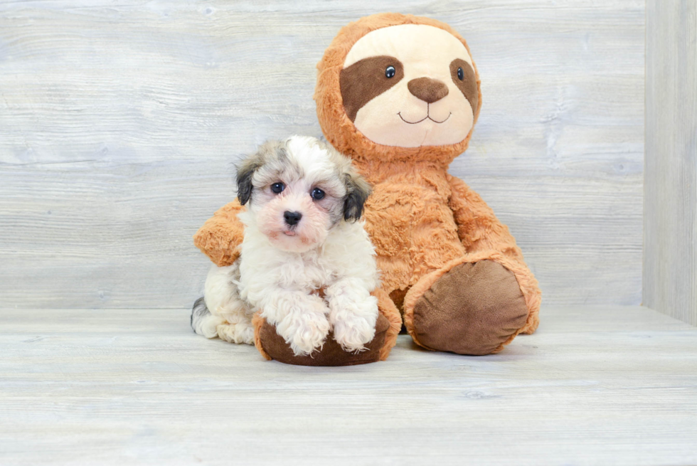 Havanese Puppy for Adoption