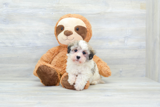 Small Havanese Purebred Pup