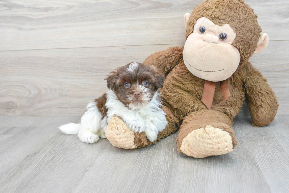 Havanese Puppy for Adoption