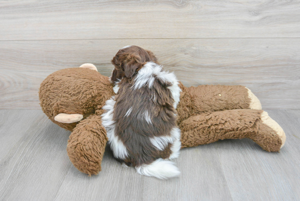 Playful Havanese Baby