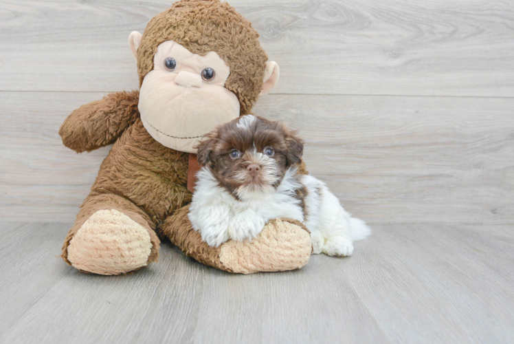 Cute Havanese Purebred Puppy