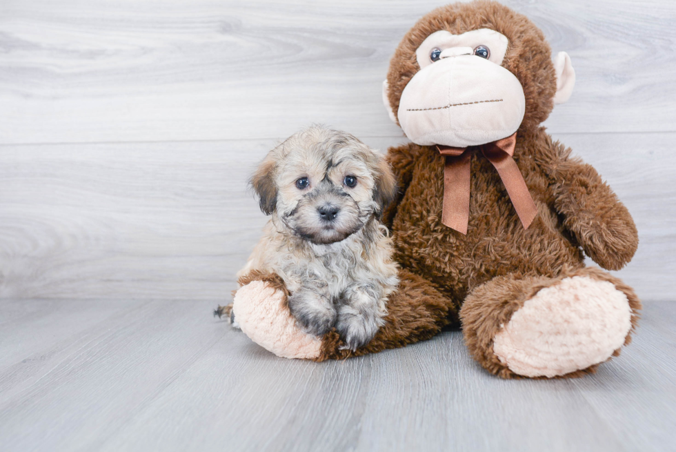 Funny Havanese Baby