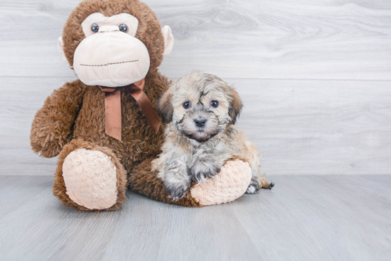 Playful Havanese Baby