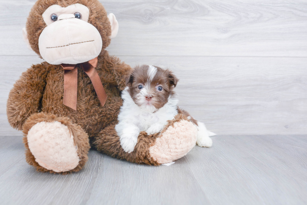 Akc Registered Havanese Purebred Pup