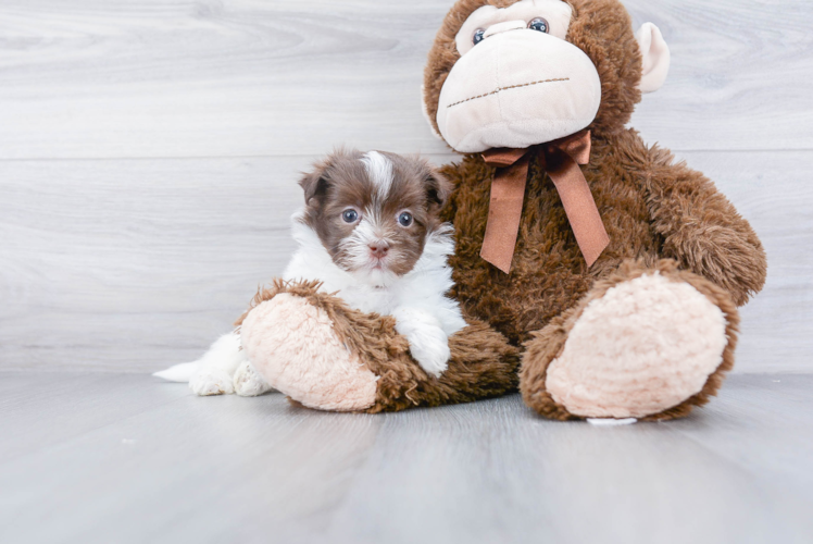 Havanese Pup Being Cute