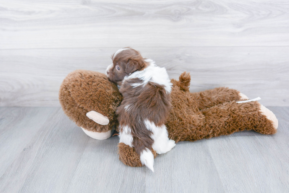 Havanese Pup Being Cute