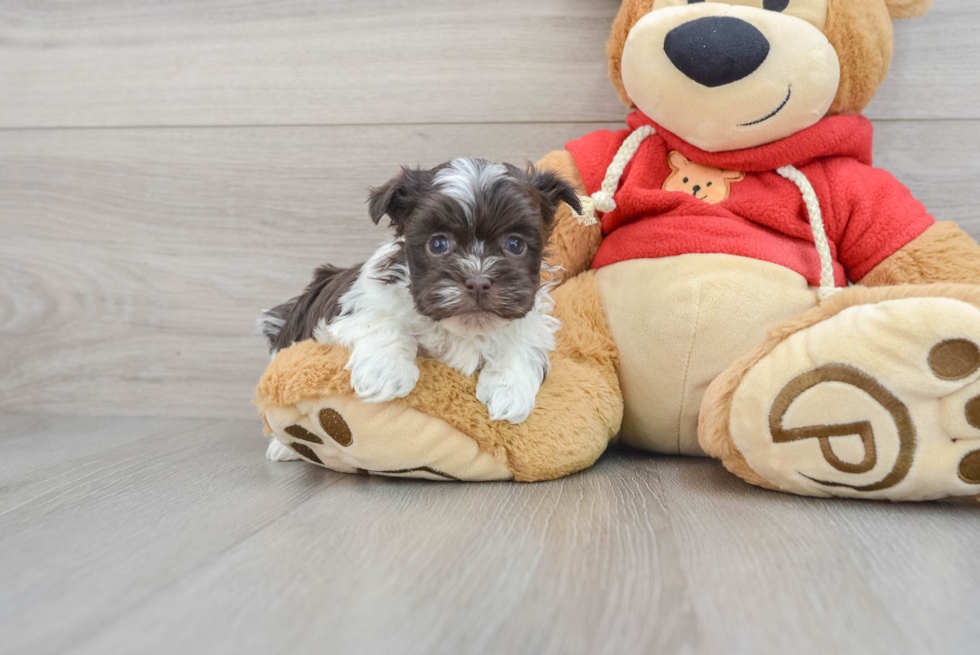 Havanese Pup Being Cute