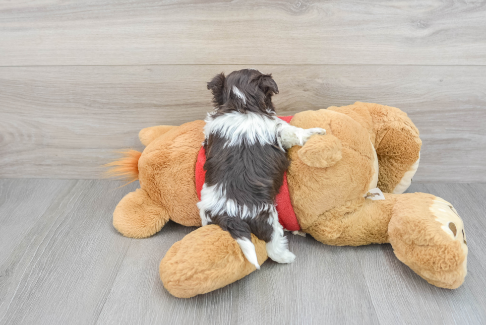 Friendly Havanese Baby