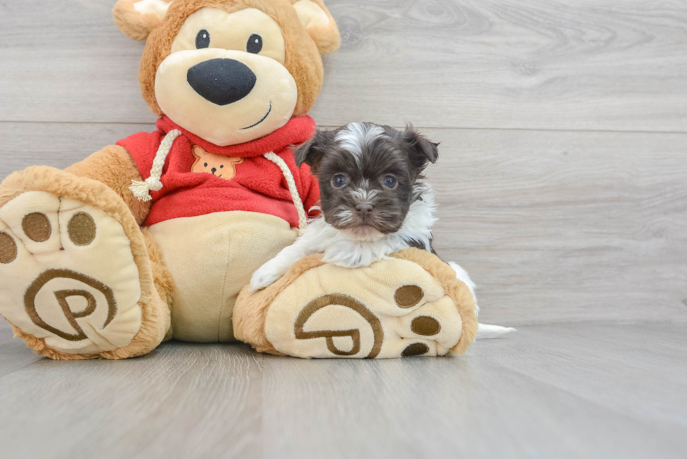 Best Havanese Baby
