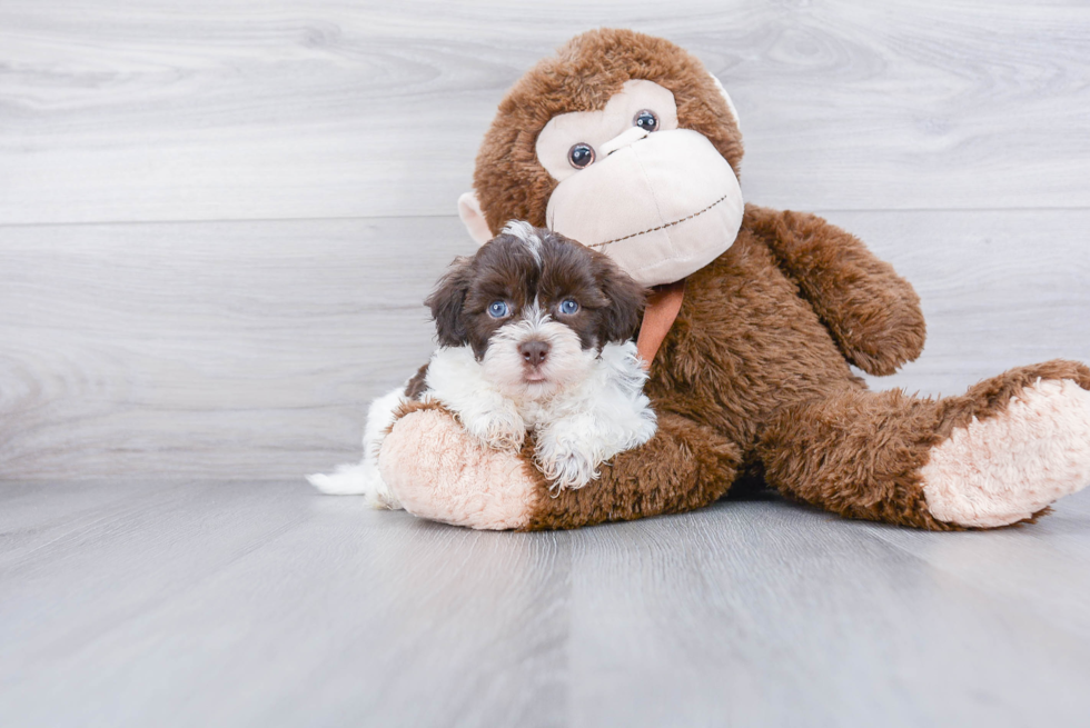 Smart Havanese Purebred Puppy