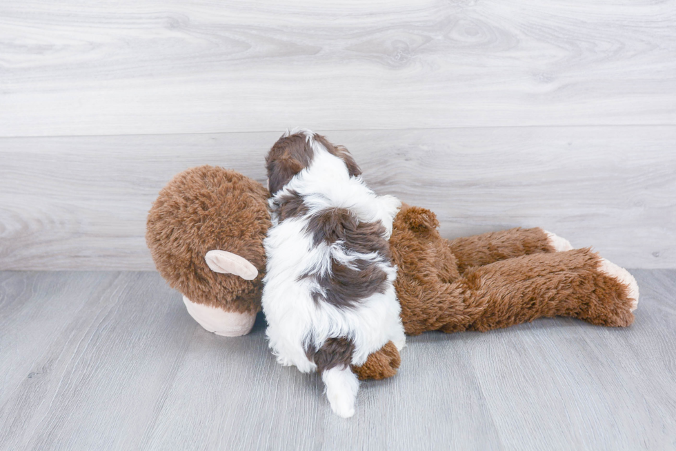 Havanese Pup Being Cute