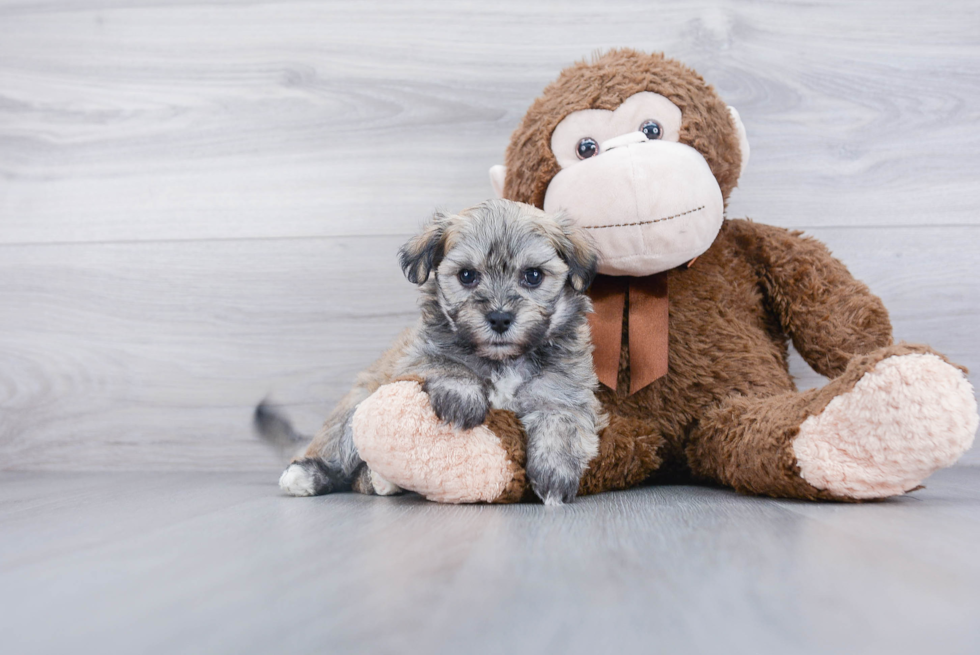 Havanese Puppy for Adoption