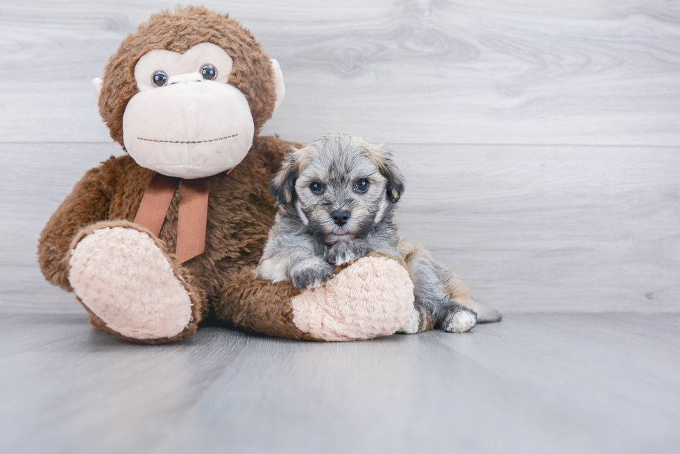 Playful Havanese Purebred Pup