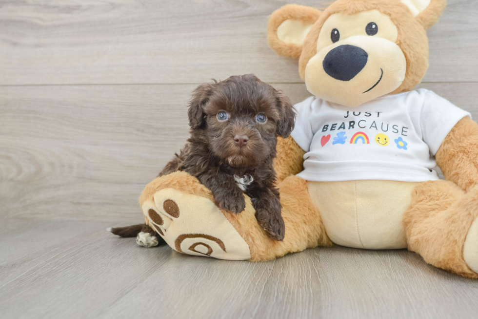 Playful Havanese Baby