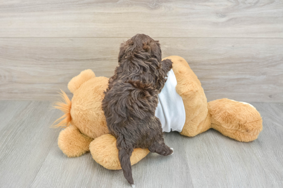 Best Havanese Baby