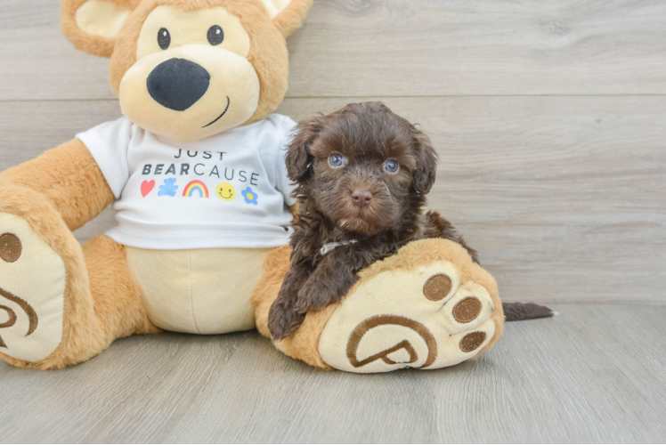 Havanese Pup Being Cute