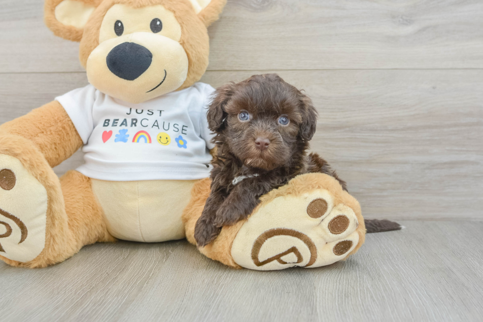 Havanese Pup Being Cute