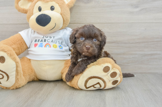 Havanese Pup Being Cute