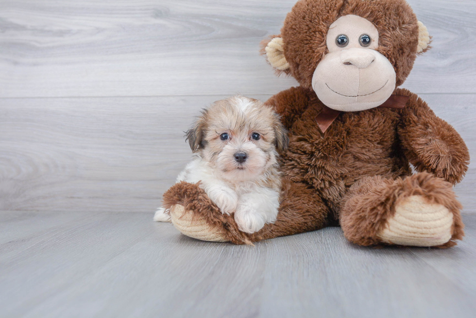 Little Havanese Baby