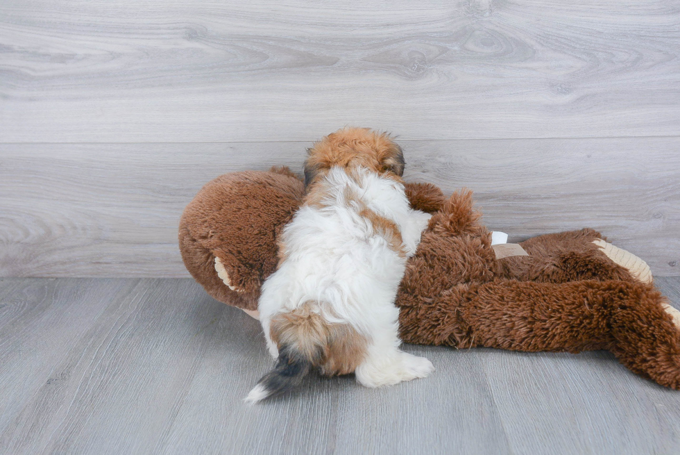 Popular Havanese Purebred Pup