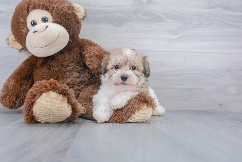 Hypoallergenic Havanese Baby