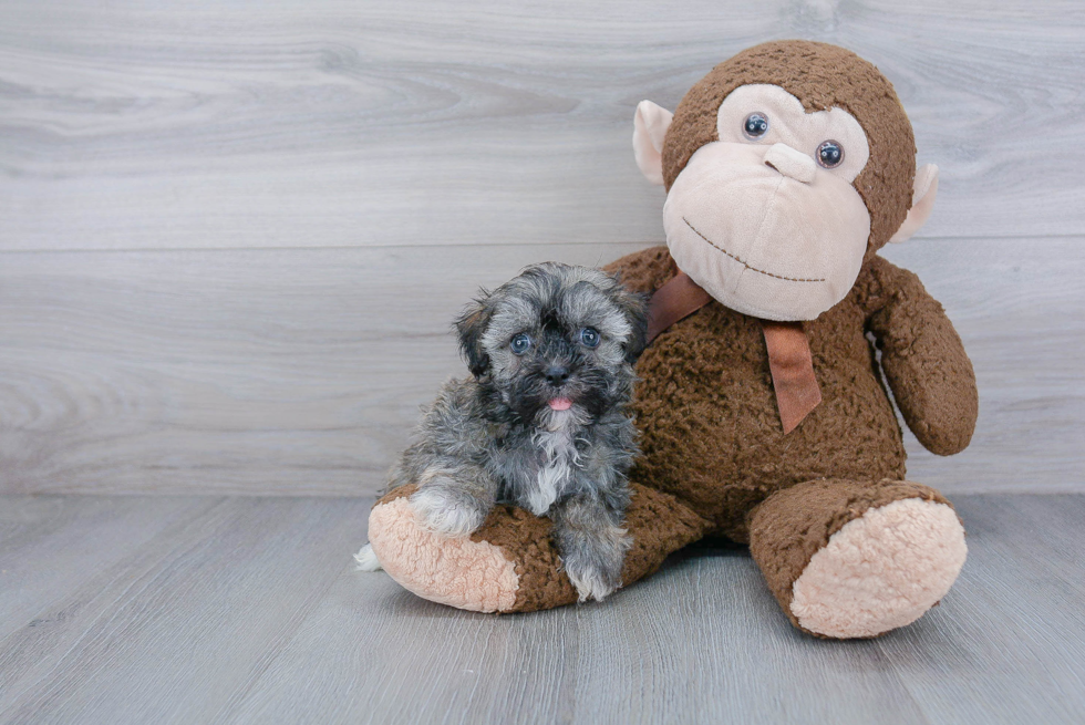 Energetic Havanese Purebred Puppy