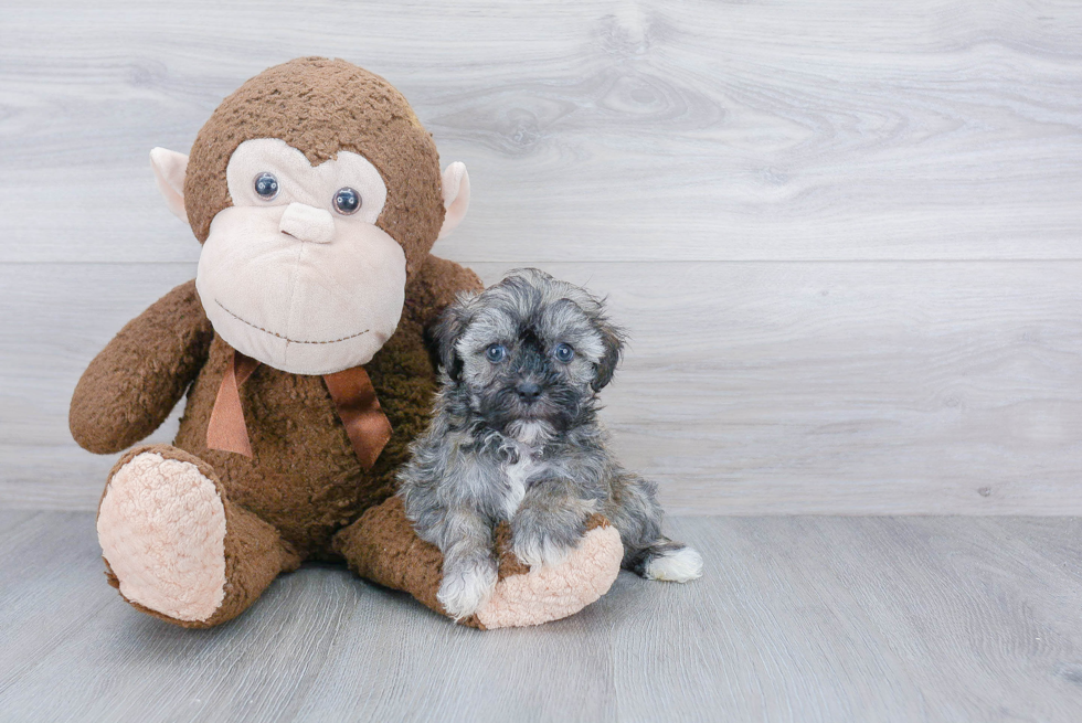 Havanese Pup Being Cute