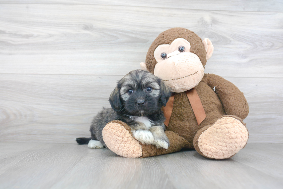 Havanese Pup Being Cute