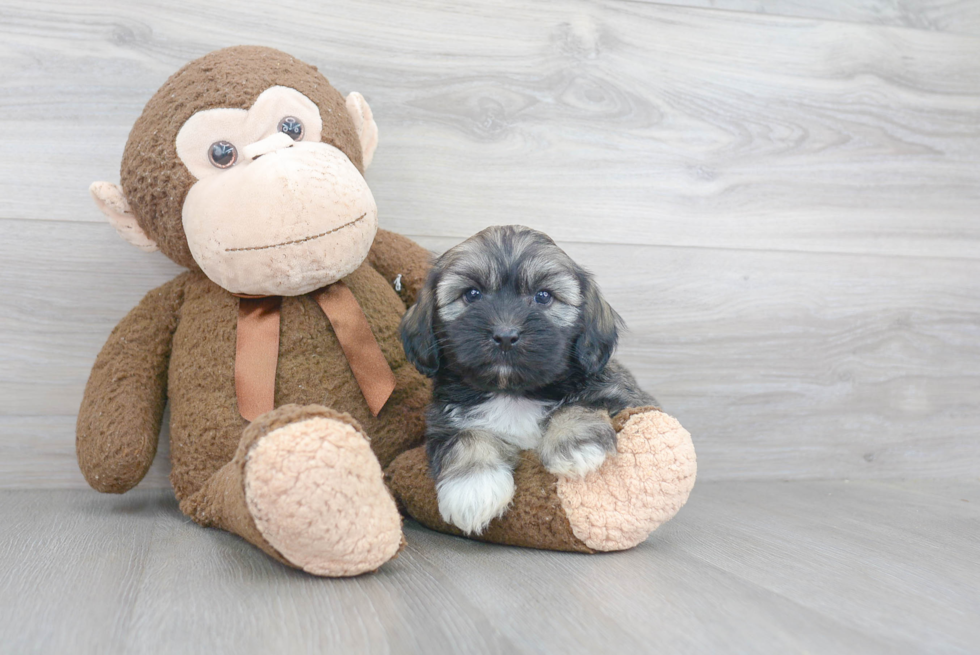 Petite Havanese Purebred Puppy