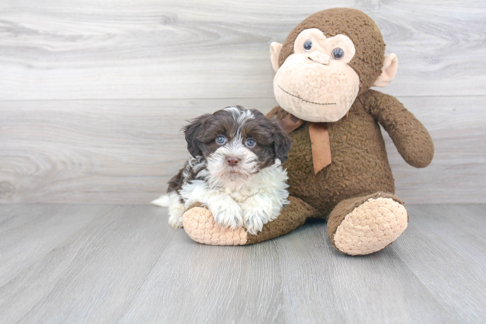 Havanese Pup Being Cute