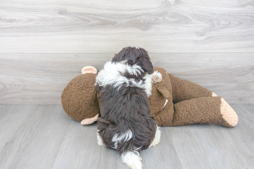 Energetic Havanese Purebred Puppy