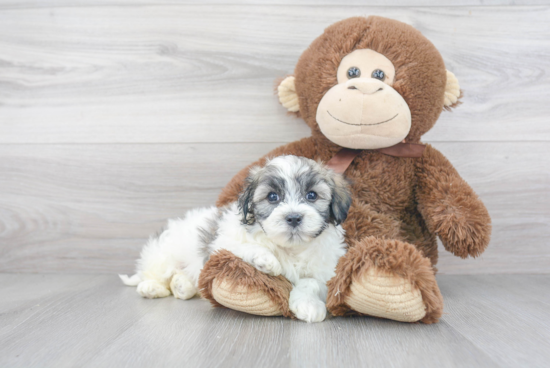 Popular Havanese Baby