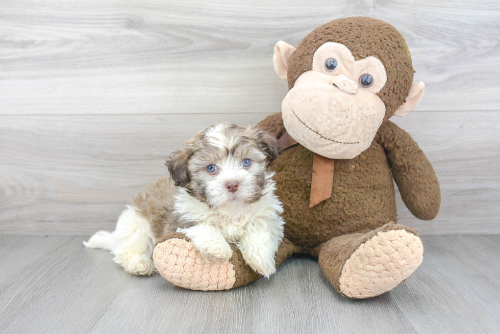 Playful Havanese Purebred Pup