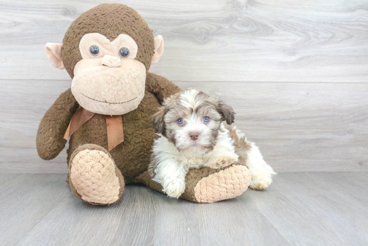 Playful Havanese Purebred Pup