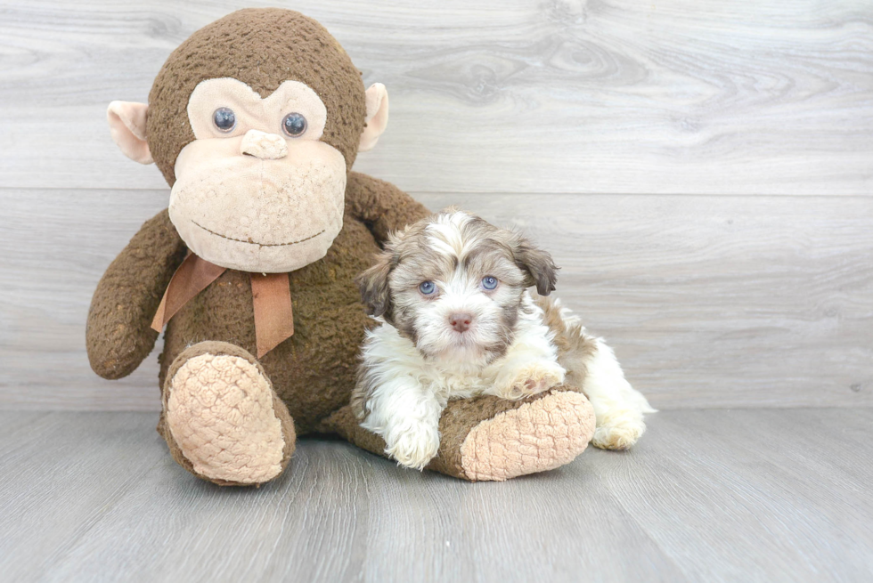 Playful Havanese Purebred Pup