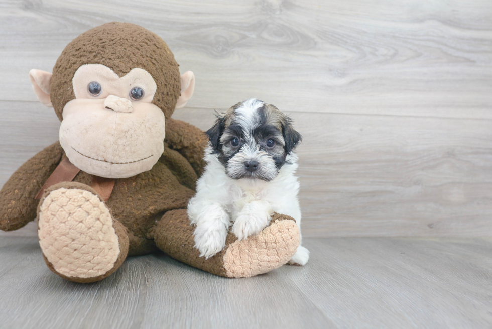 Havanese Pup Being Cute