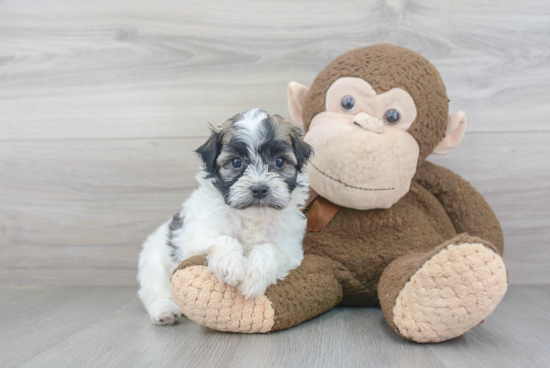 Havanese Pup Being Cute